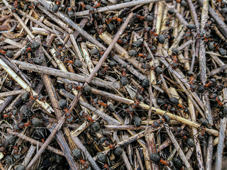Anthill. Wood Ant. Close-up of an army of red ants crawling in an anthill made of twigs and straw