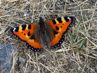 Papillon multicolore 1