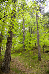 Forest of the Etna volcano