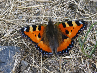 Papillon orange et noir