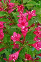 Weigelia rouge