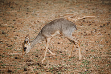 
Small antelope Dik Dik walking in the African savannah