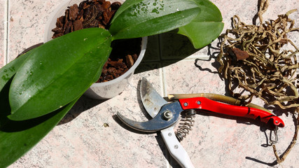 Repotting maintaining caring orchids plant care dead roots background beautiful with scissors © Aybars