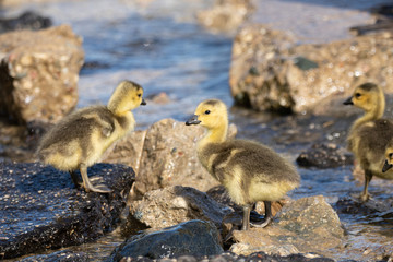 Obraz premium baby geese and mother goose keep close to each other