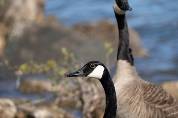 baby geese and mother goose keep close to each other