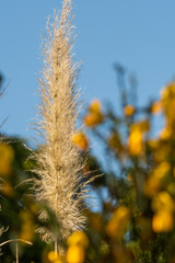 Herbe de la pampa rose, genêt et ciel bleu.