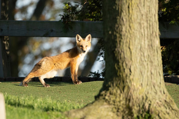 Naklejka na ściany i meble red fox pups explore the park on a sunny day