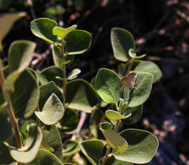 Closeup shot of a butterfly on a plant