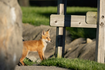 red fox pups explore the park on a sunny day