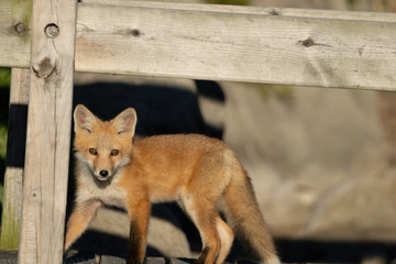 red fox pups explore the park on a sunny day