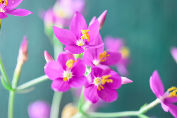 Fototapeta na wymiar Centaurium erythraea flowers