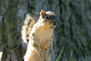 squirrel enjoys a sunny day at the park while looking for food