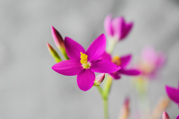 Centaurium erythraea flowers