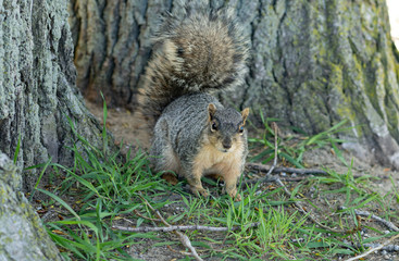 squirrel enjoys a sunny day at the park while looking for food