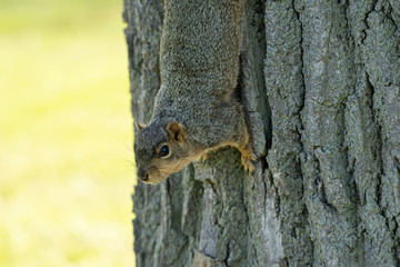 squirrel enjoys a sunny day at the park while looking for food