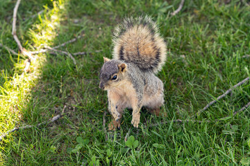 squirrel enjoys a sunny day at the park while looking for food