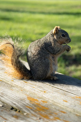 squirrel enjoys a sunny day at the park while looking for food
