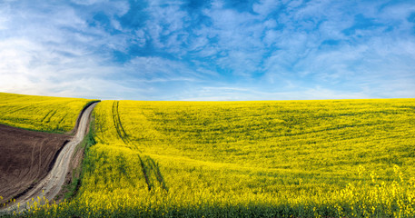 agriculture field lines of dirt road in arable land and rape flower field landscape