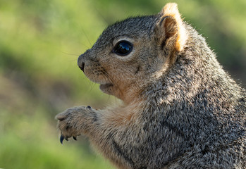Naklejka na ściany i meble squirrel eating nut at the park