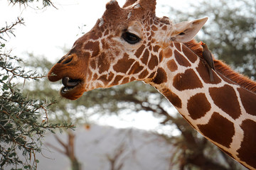 Giraffe and Red-billed Oxpecker 
in the African savannah