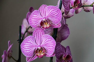 hotel orchids