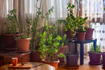 Fototapeta na wymiar House plants in corner of living room