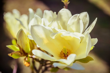 Obraz na płótnie Canvas magnolia flowers in spring