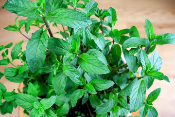 Fresh mint in a pot on a background of brown boards