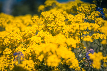 Obraz premium yellow flowers in the field