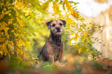 Border terrier in the nature