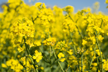 yellow rapeseed field and blue sky