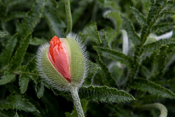Bud head poppy flower blooms. Background, illustrating the blossoming or transformation