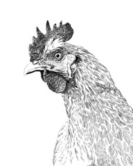 Digital hand-drawn black and white illustration of a chicken - Close up portrait. © Chris