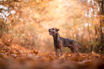Border terrier in the nature