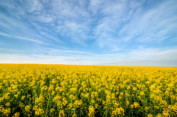 Fototapeta premium Wonderful panoramic view of the rapeseed field from above, and beautiful sky