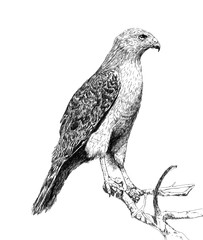 Digital hand drawn black and white illustration of a full eagle. Artistic sketch showing a mighty predator.