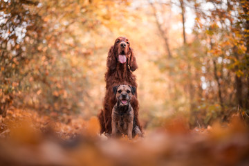 Two friends border terrier and irish setter in the autumn nature