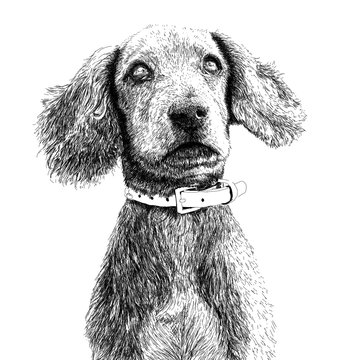 Digital hand drawn black and white illustration of a dog, showing a full face and beautiful eyes. Animal pet portrait. 