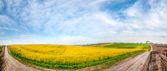 Big panoramic view with dirt road through fields of oilseed rape in bloom