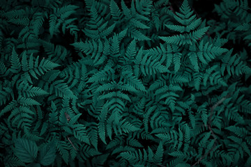Naklejka na ściany i meble fern field bush dark green forest