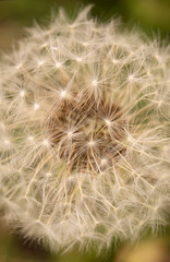 Dandelion at spring length of time close-up