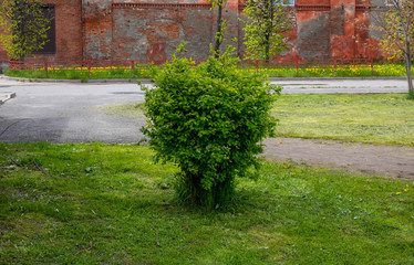Fototapeta premium The ornamental spirea Bush. The spring green color of the foliage.