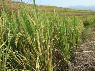 a wheat field in summer