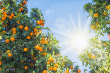 orange trees plantations