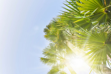 Fototapeta premium Summer background with palm