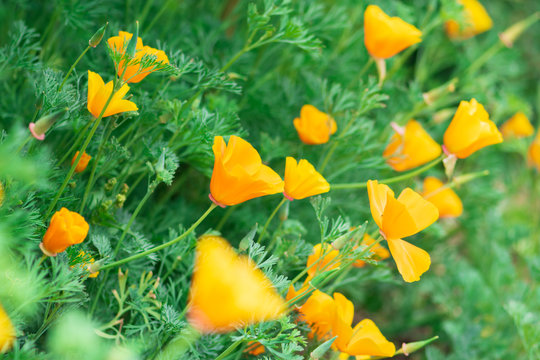 Yellow flowers of eschscholzia californica or golden californian poppy, cup of gold, flowering plant in family papaveraceae