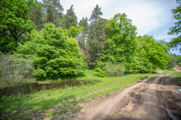 Fototapeta na wymiar country road in a forest glade