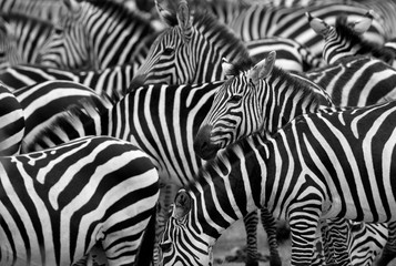 Fototapeta na wymiar Zebras pattern at Masai Mara, Kenya