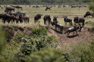 Naklejka na ściany i meble Wildebeests at the bank of the Mara river, Kenya