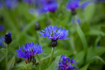 Blue flowers cornflowers in the garden. Cornflower in the flowerbed. Summer wildflower.